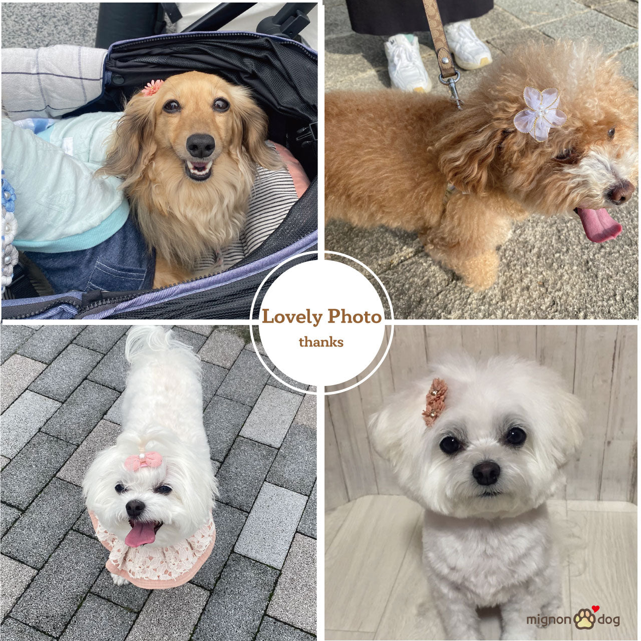 犬用ヘアピン選べる2点セット｜付けやすくて取れにくい！トップノット 短毛 どちらもOK！ヘアアクセサリー