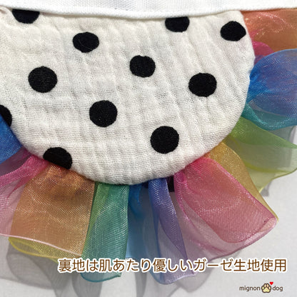 犬用バースデースタイ｜誕生日フォト 小型犬