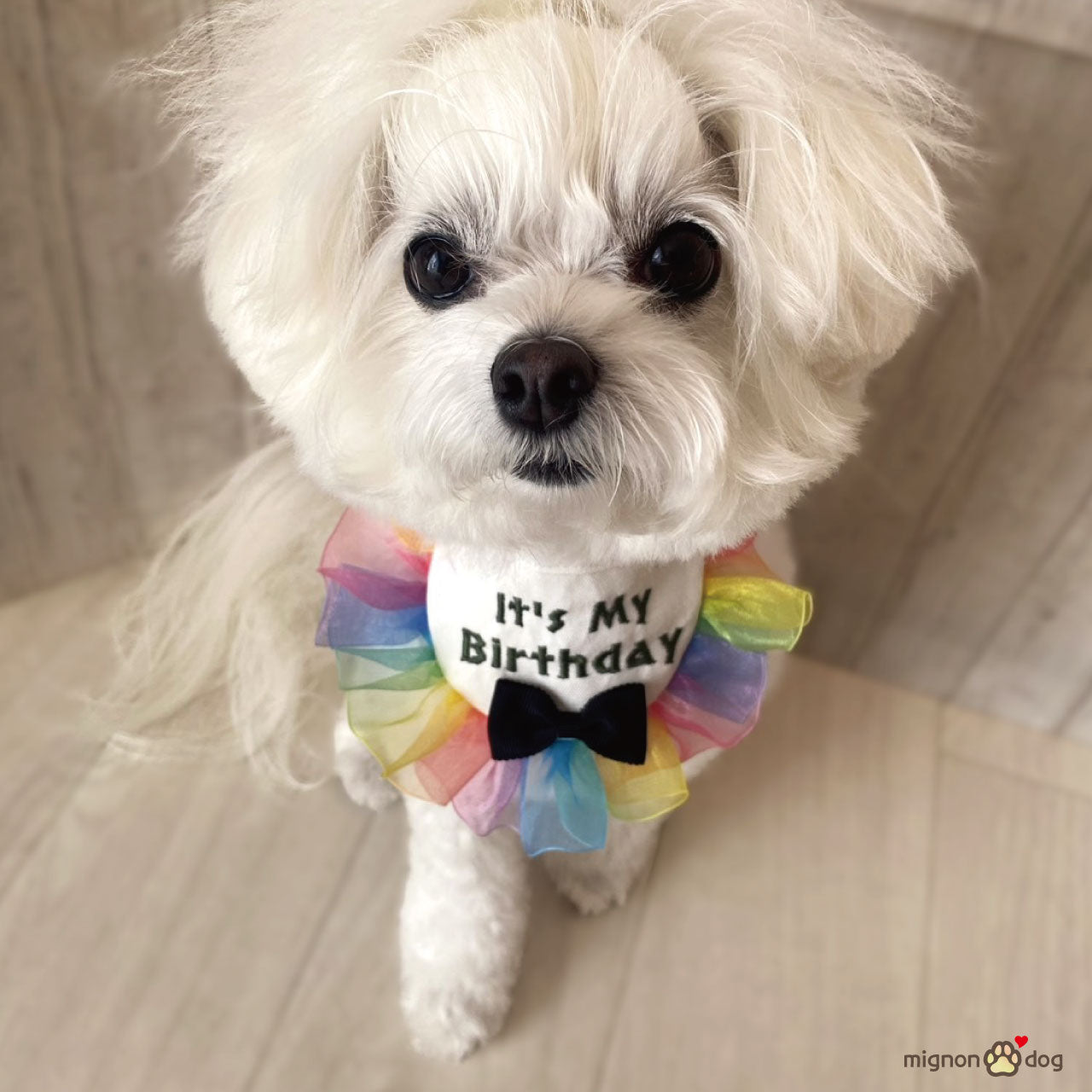 犬用バースデースタイ｜誕生日フォト 小型犬