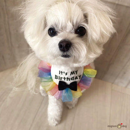 犬用バースデースタイ｜誕生日フォト 小型犬