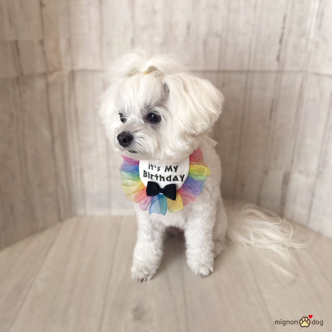 犬用バースデースタイ｜誕生日フォト 小型犬