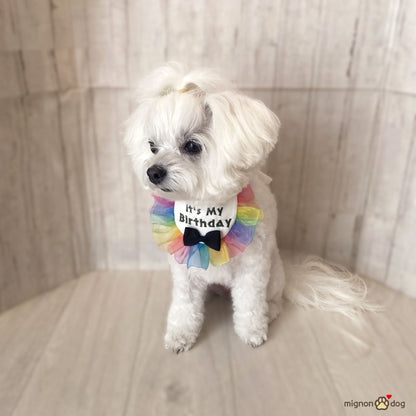 犬用バースデースタイ｜誕生日フォト 小型犬