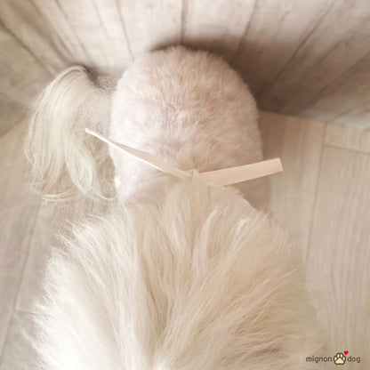 犬用バースデースタイ｜誕生日フォト 小型犬