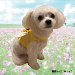 犬用ハーネスおしゃれでかわいいみつばち柄