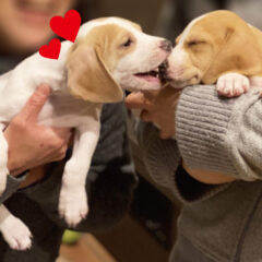 犬のお迎え前の不安を解消しよう