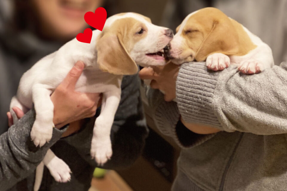 じゃれあう2匹の子犬