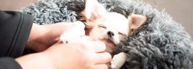 わんちゃんの最高のくつろぎ空間特集