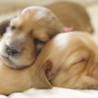 子犬のお迎え準備に最低限必要な用品とは?
