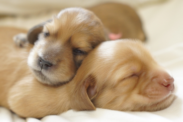 生まれたての子犬