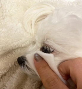 犬の目元ケア