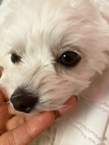 犬の目元ケア