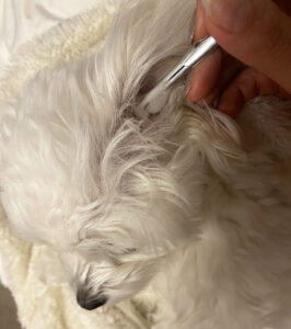 犬の耳掃除