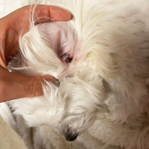 犬の耳ケア