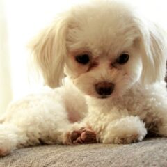 犬の涙やけ 原因とおすすめ解決法