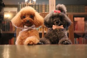 その疑問にお答えします犬