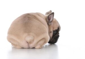 おしりをくっつけてくる犬