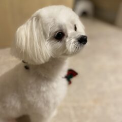 犬の行動と気持ち