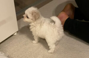 飼い主についていこうとする犬