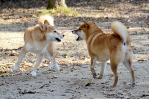 柴犬2匹が戯れているのか喧嘩しているのか