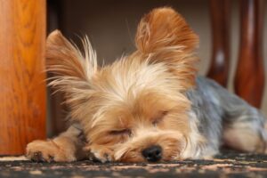 伏せの体勢で眠っている犬