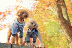 お揃いの服を着たトイプードルの犬2匹