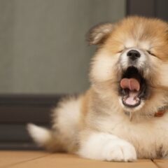 犬の睡眠時間と爆睡姿勢