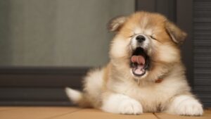 あくびをして眠たいなと思っているであろう犬