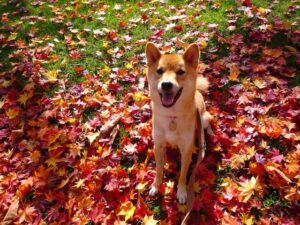 飼い主さん大好きな犬の性格
