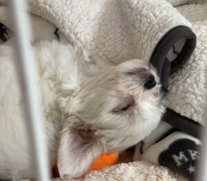 犬が半目、白目で爆睡しているところ