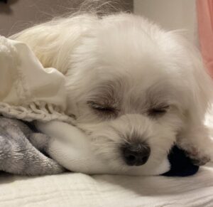 犬が爆睡している