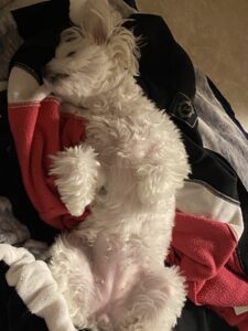 仰向け、いわゆるヘソ天で爆睡している犬