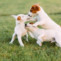 犬同士のコミュニケーション