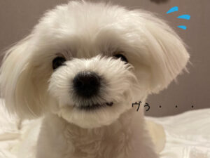 警戒心むき出しの犬