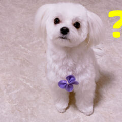 犬の不思議-うちの犬だけ？-