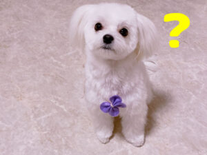 なぜと首をかしげている犬