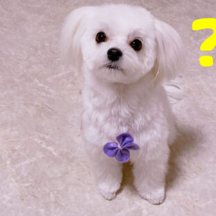 犬の不思議-うちの犬だけ?-