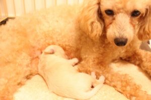 子犬が母犬のそばで眠っている様子