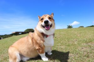 元気いっぱい外で遊ぶ成犬