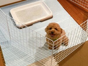犬がトイレを覚えようとしつけを頑張っているところ