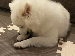 毛づくろいをしている綺麗好きな犬