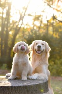 ゴールデンレトリーバーの親子