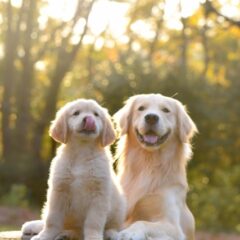 犬の一生涯-新生児からシニアになるまでの成長過程-