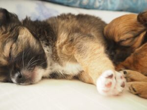 子犬の兄弟が寝ている様子