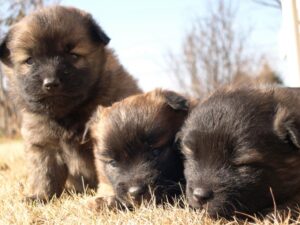 新生児期から移行期の子犬の兄弟