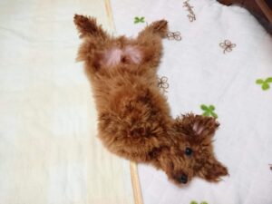 おへそを天井に向けているヘソ天と呼ばれる甘えている姿