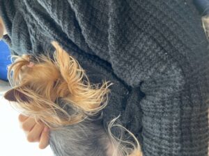 飼い主さんに甘えて上に乗って寝ている犬