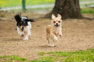 元気いっぱい走る2匹の成犬