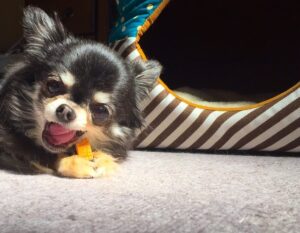 おもちゃを噛んでストレス発散している犬