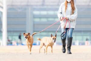 都心でお散歩中の2匹の犬