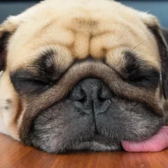 犬のかかりやすい病気ガイド～呼吸器～